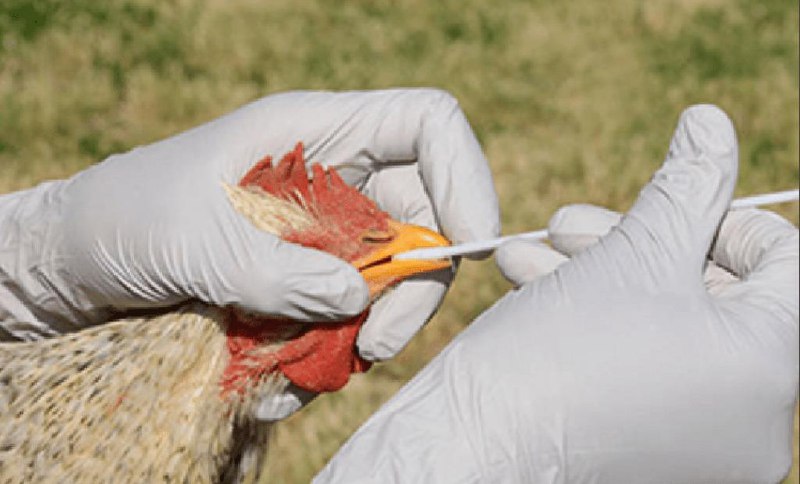 🐔 Вирус птичьего гриппа снова актуален ⚠️...