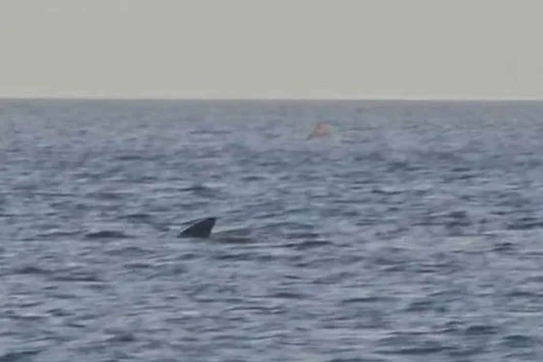 🦈 В Адриатическом море у острова Црес...