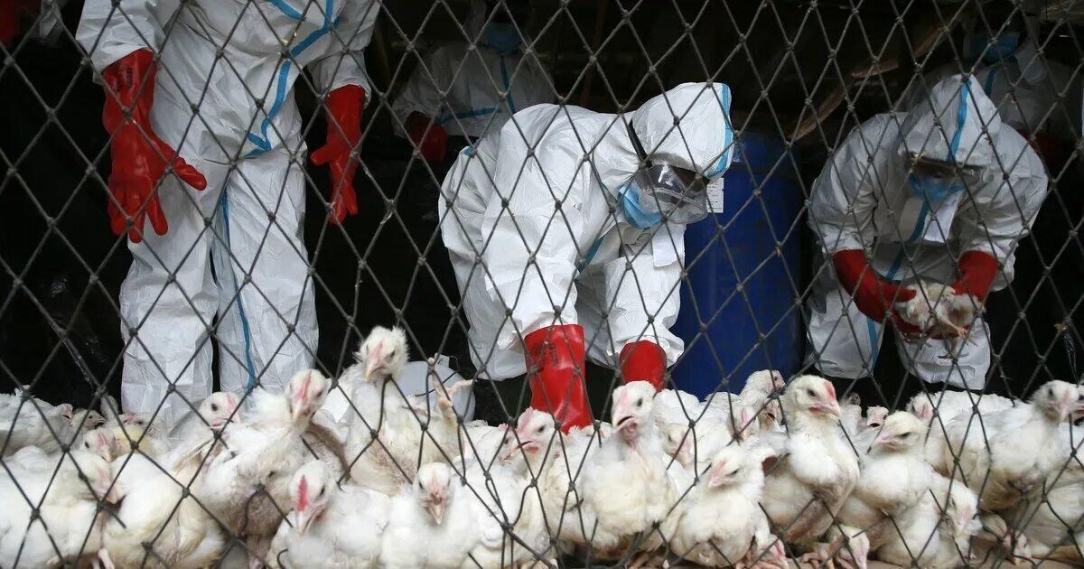 🐔 Массовая гибель птицы в Бьело Поле...